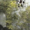 Photos de Chine